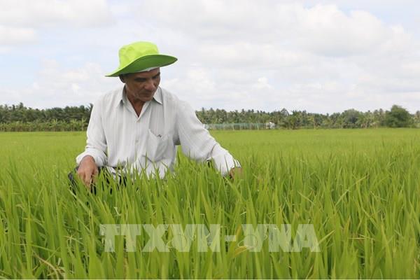 Xây dựng và phát triển bộ giống lúa mang thương hiệu giống Vĩnh Long