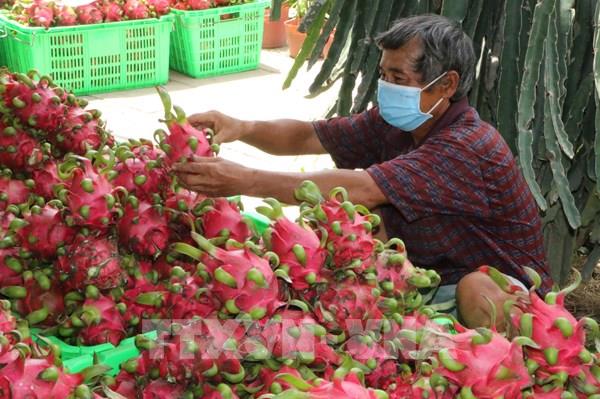 Khuyến cáo doanh nghiệp chưa vội đưa thanh long lên cửa khẩu Kim Thành (Lào Cai)