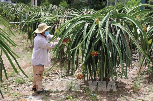 Diện tích thanh long Bình Thuận giảm gần 1.000 ha