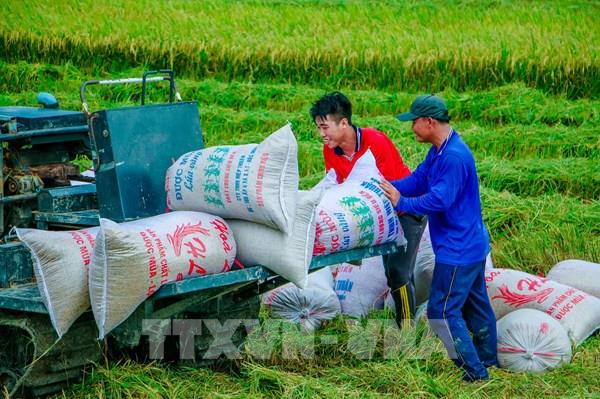 Giải pháp nào để đẩy nhanh tiêu thụ lúa Hè Thu?