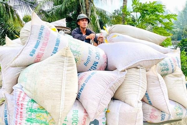 Giá lúa gạo khu vực Đồng bằng sông Cửu Long tiếp tục giảm