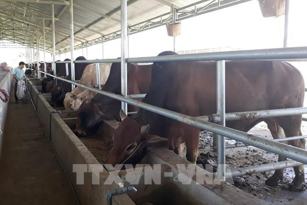 Ninh Thuận xử lý các ổ dịch viêm da nổi cục trên trâu, bò