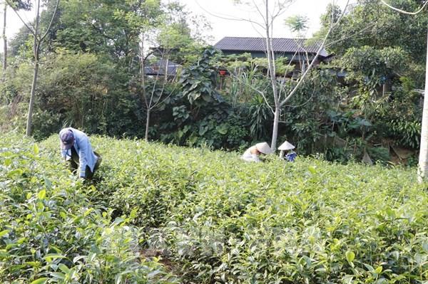 Giữ vững "vùng xanh", thúc đẩy sản xuất kinh doanh của doanh nghiệp, hợp tác xã