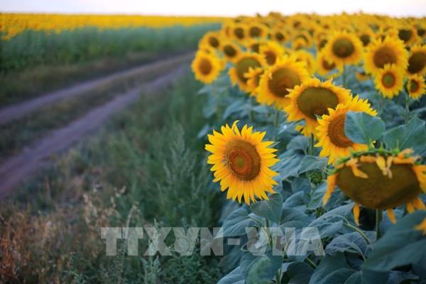 Rực rỡ cánh đồng "hoa mặt trời" ở Tula