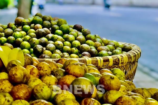 Hà Nội mùa sấu chín