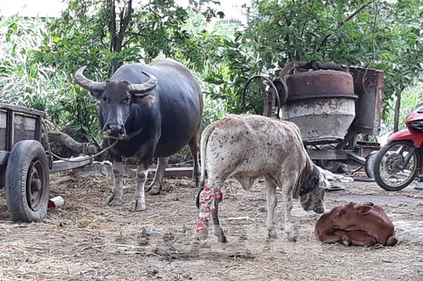Bến Tre khẩn trương phòng, chống bệnh viêm da nổi cục trên trâu, bò