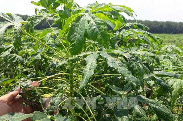 Bệnh khảm lá trên cây sắn lan rộng ở Bình Định