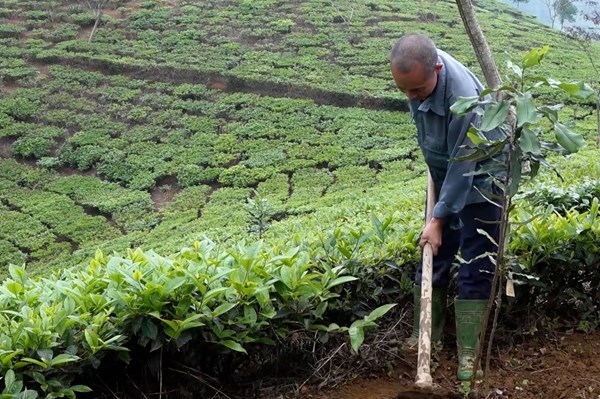 Triển vọng từ mô hình trồng mắc ca xen cây chè ở Yên Bái