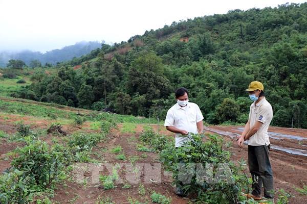 Kon Tum khó hoàn thành mục tiêu trồng cây dược liệu 