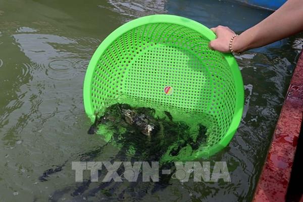 Thả 35.000 con cá giống tái tạo nguồn lợi thủy sản vùng hồ Hòa Bình