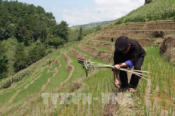 Lễ cúng ruộng của người Mông ở Mù Cang Chải