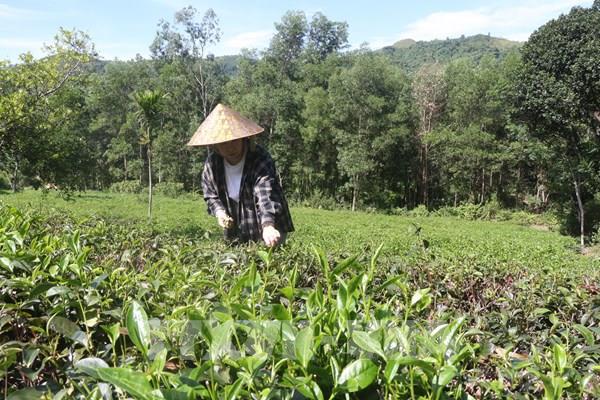 Dịch COVID-19: Mở hướng mới cho tiêu thụ sản phẩm OCOP