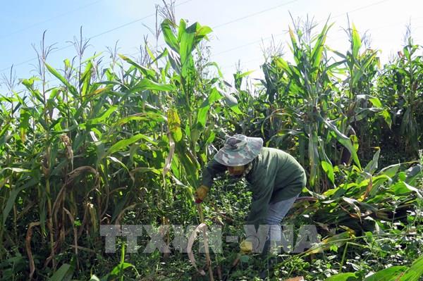 Cách xử lý cây ngô bị bệnh xoắn lá, cây ngô thấp lùn, không phát triển