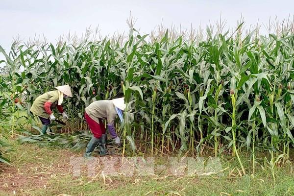 Các triệu chứng bệnh xoắn lá của cây ngô