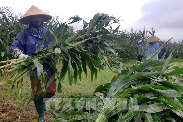 Cách phòng trừ, trị bệnh xoắn lá của cây ngô