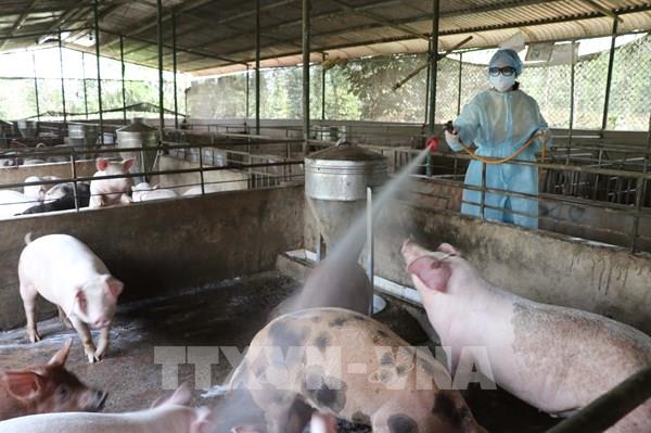 Giá lợn hơi hôm nay 29/9 tiếp tục giảm