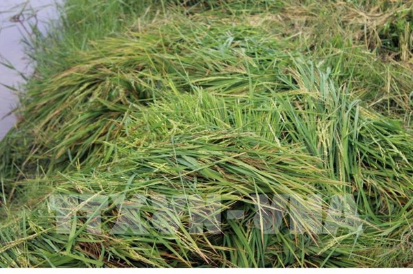 Tổng công ty Sông Gianh bán giống lúa kém chất lượng, nông dân thiệt hại nặng