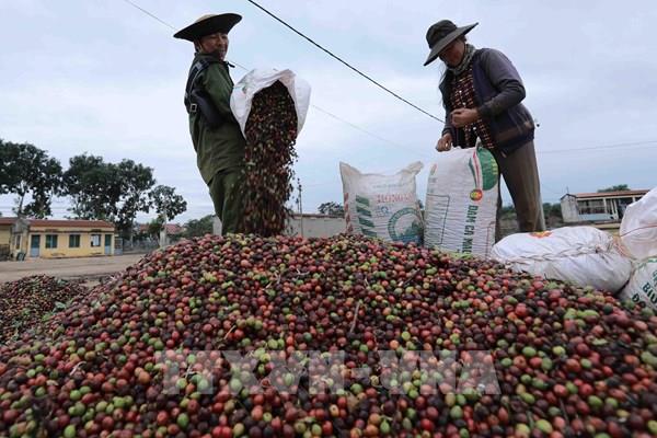 Xuất khẩu cà phê của Việt Nam sẽ tăng trong các tháng tới