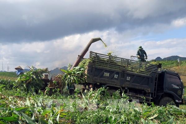  Hướng dẫn kỹ thuật trồng ngô sinh khối