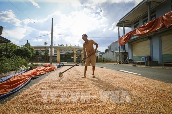 Cách bảo quản ngô sau thu hoạch đạt hiệu quả cao