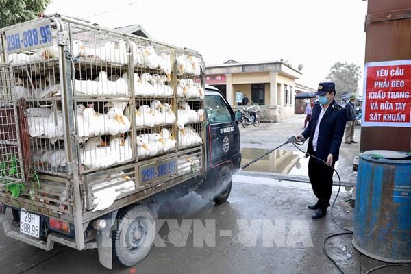 Phối hợp liên Bộ kiểm soát chặt vận chuyển trái phép gia cầm qua biên giới