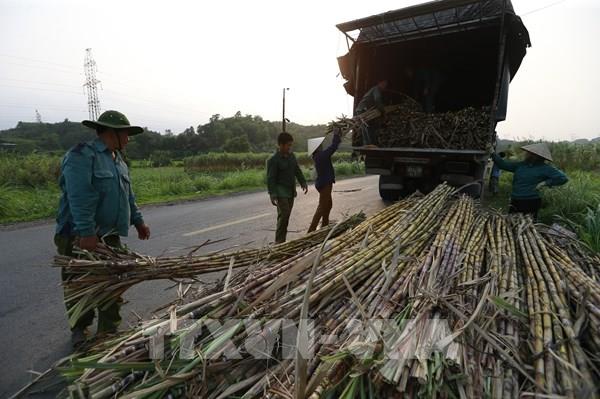 Niên vụ mía 2020-2021 có sản lượng nguyên liệu chế biến thấp nhất trong 20 vụ