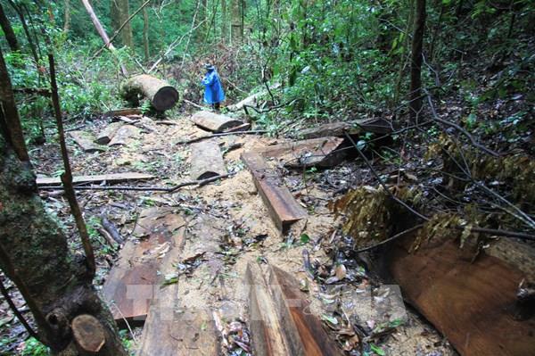 Lâm Đồng khẩn trương điều tra, xử lý nghiêm các vụ vi phạm về quản lý bảo vệ rừng