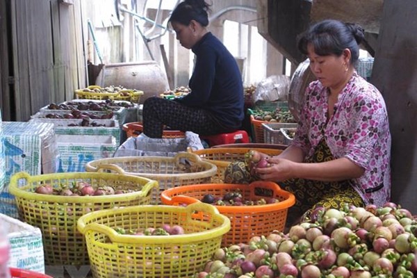 Đặc sản măng cụt Trà Vinh được mùa, được giá