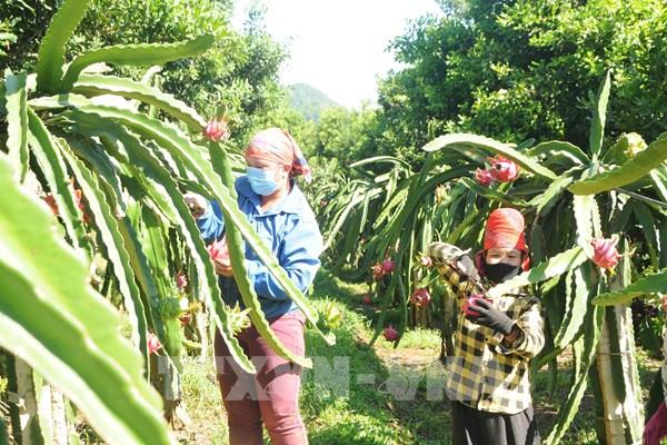 Đảm bảo chất lượng nông, lâm, thủy sản xuất khẩu: Quản lý theo chuỗi giá trị