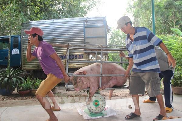 Giá lợn hơi, gia cầm trên thị trường trong nước tiếp tục xu hướng giảm