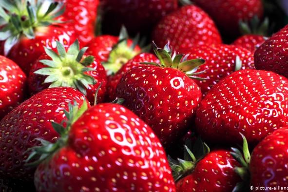 Giá bán dâu tây Australia thấp hơn giá thành sản xuất 