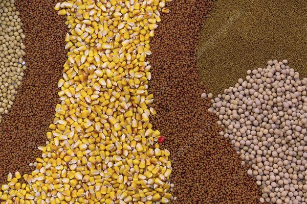 Giá nông sản thế giới chi tiết hôm nay 20/8