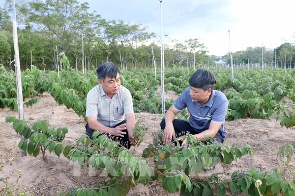 Quảng Trị ứng dụng khoa học vào sản phẩm OCOP dược liệu