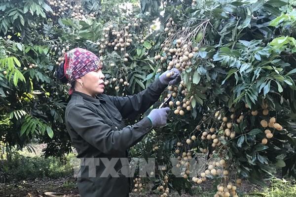 Na và nhãn chính vụ Hải Dương khó tiêu thụ do dịch COVID-19