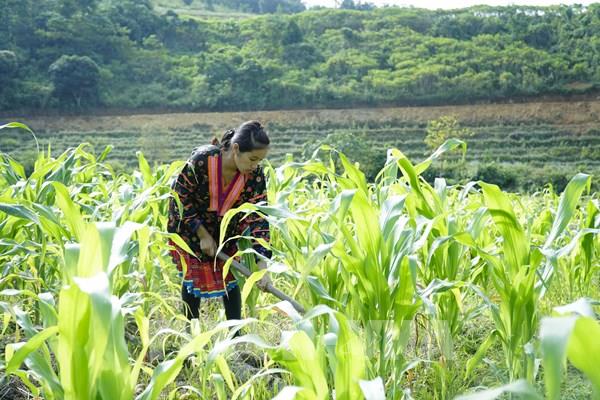 Quy trình kỹ thuật trồng cây ngô vụ đông trên đất 2 lúa