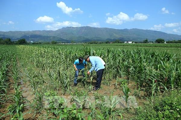 Các loại bệnh và biện pháp phòng trừ bệnh ở cây ngô vụ đông trên đất 2 lúa