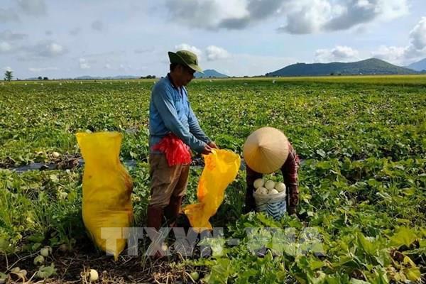Kiên Giang giải quyết đầu ra nông sản hàng hóa cho nông dân