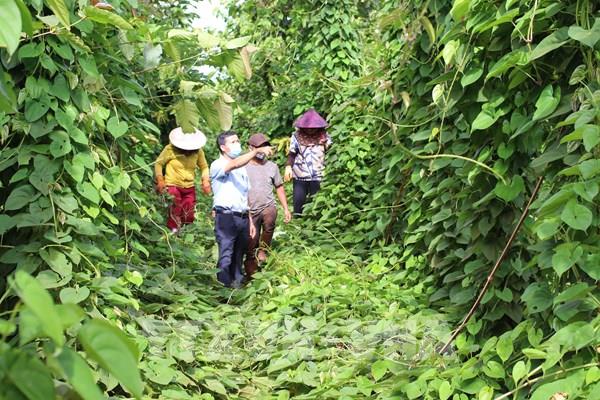 Gia Lai hướng tới phát triển và xây dựng vùng dược liệu