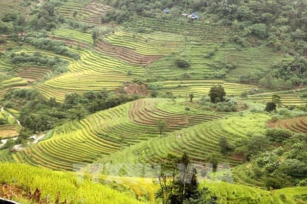 Quyến rũ mùa vàng trên cánh đồng Mường Khương