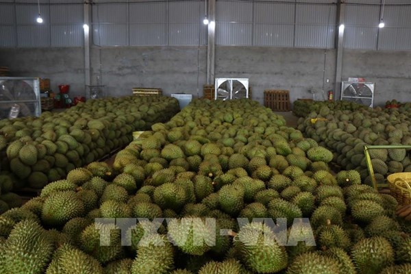 Dịch COVID-19: Đắk Nông lên “kịch bản” tiêu thụ nông sản