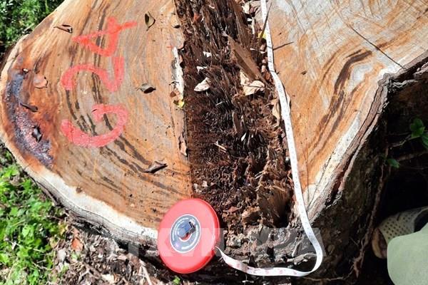 Vụ phá rừng nghiến Hà Giang: Bắt tạm giam Trạm trưởng Trạm Kiểm lâm Thượng Tân