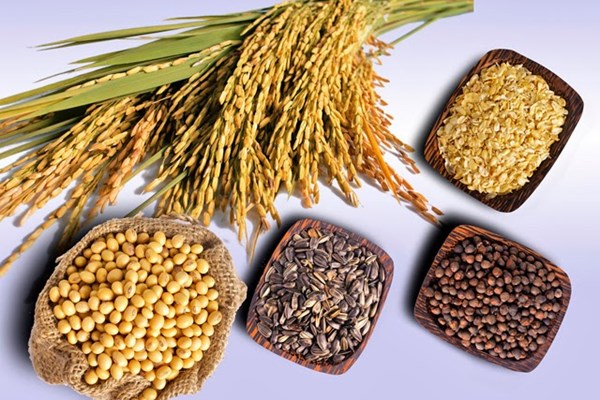 Giá nông sản thế giới hôm nay 24/8