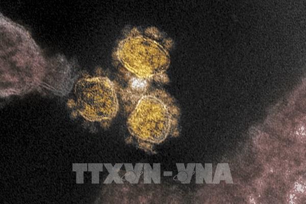 Thêm bằng chứng về nguồn gốc của virus SARS-CoV-2
