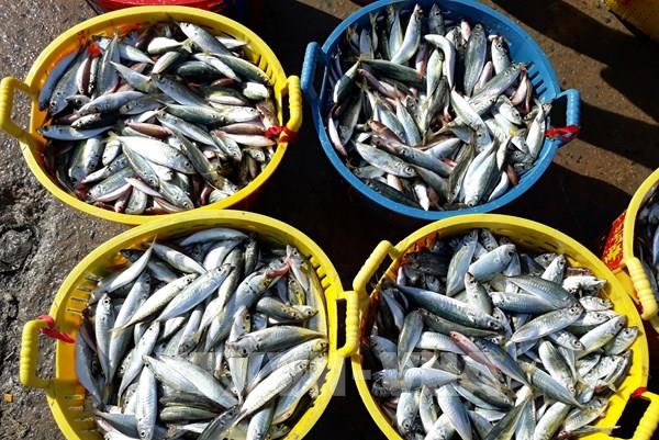 Ngư dân Ninh Thuận trúng vụ cá Nam