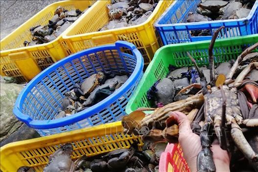 Dịch COVID-19: Giá cua Cà Mau sụt giảm