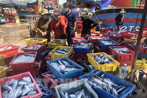 Ngư dân Bình Định "trúng" mẻ cá ngừ sọc dưa