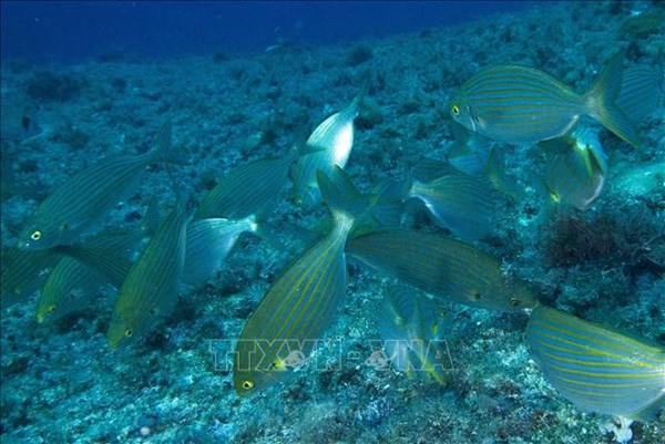 Có đến 95% bề mặt đại dương trên Trái Đất sẽ biến đổi vào cuối thế kỷ này