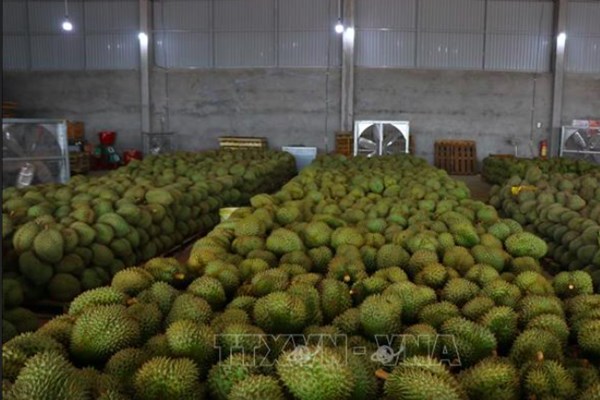 Đắk Lắk hỗ trợ doanh nghiệp và thương lái tiêu thụ sầu riêng 