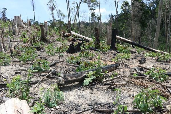 Điều tra điểm "nóng" phá rừng Ea Rớt