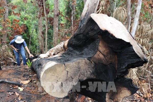 Ai đứng sau vụ “cạo trọc” rừng đầu nguồn sông Trà Bương (Phú Yên)?